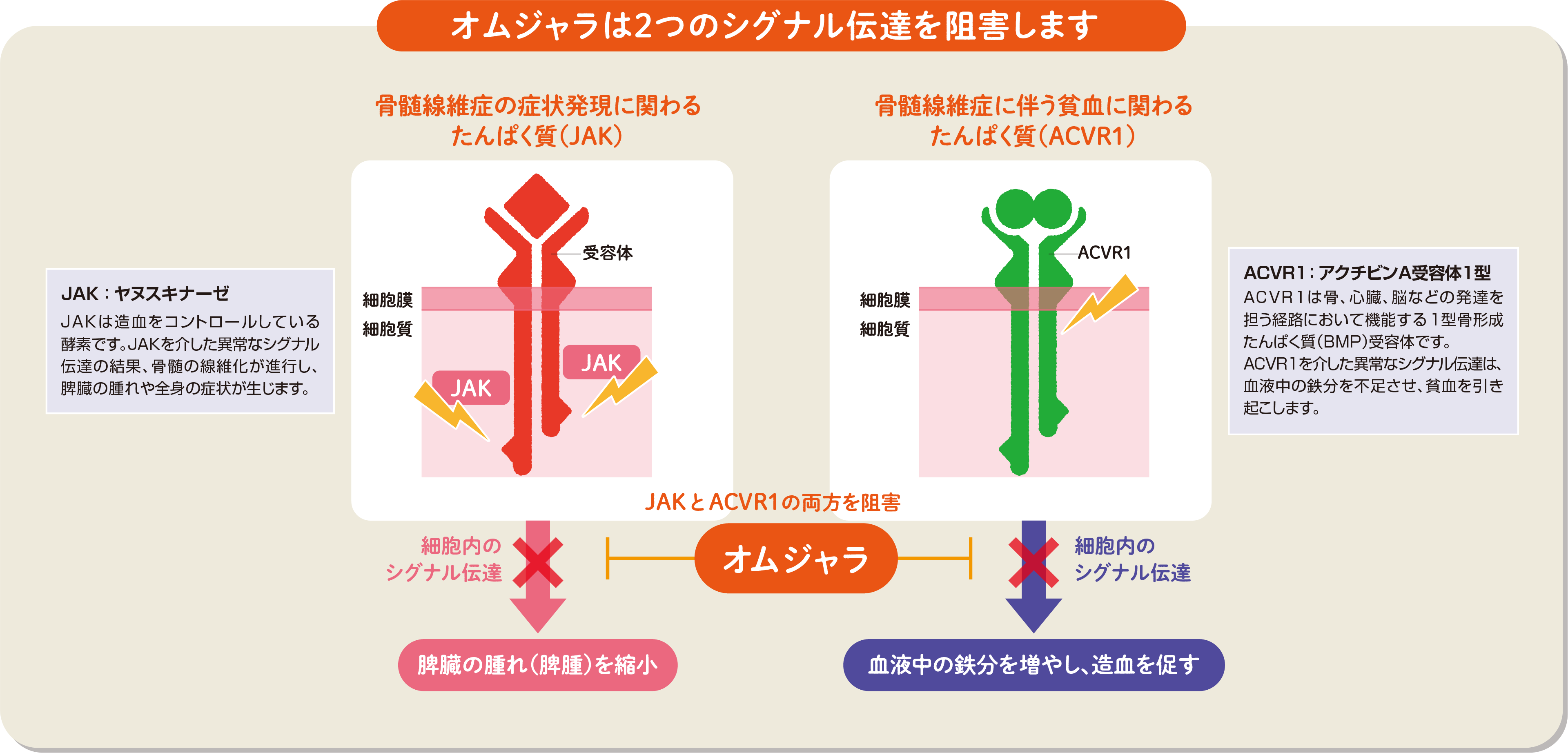オムジャラの働き